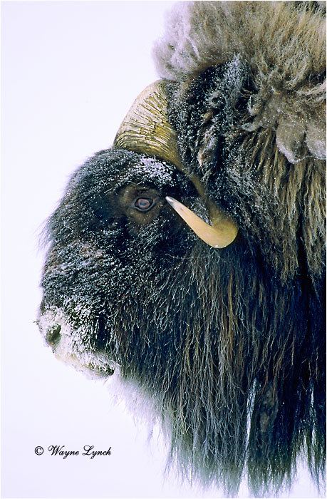 Muskox 117 by Dr. Wayne Lynch &copy;
